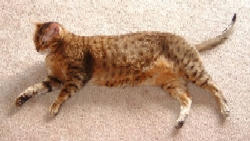 Skipper stretched on rug small