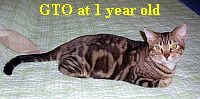2009-0624 GTO 1yo droid 200w
