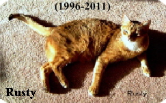 Rusty the Bengal Boy