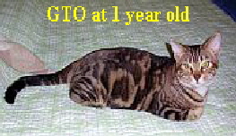 2009-0624 GTO 1yo droid 200w